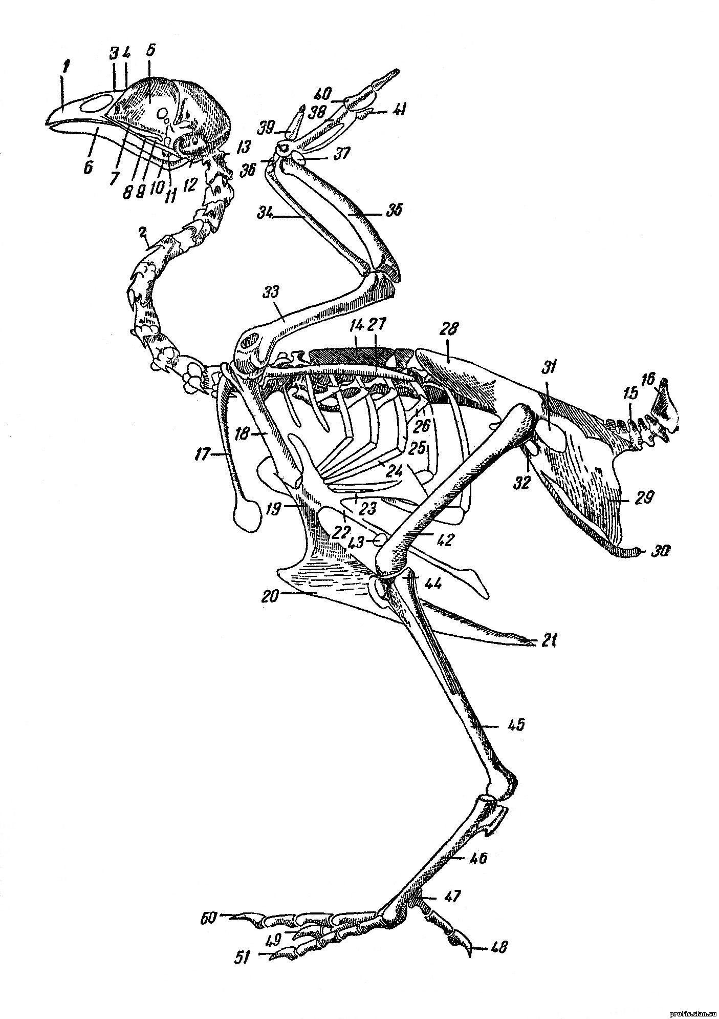 Скелет птиц приспособлен у птиц кости. Кости курицы анатомия. Строение скелета курицы. Скелет индейки строение. Строение скелета курицы схема.